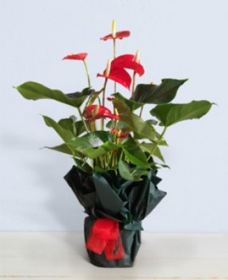 interflora_product_P008.jpg